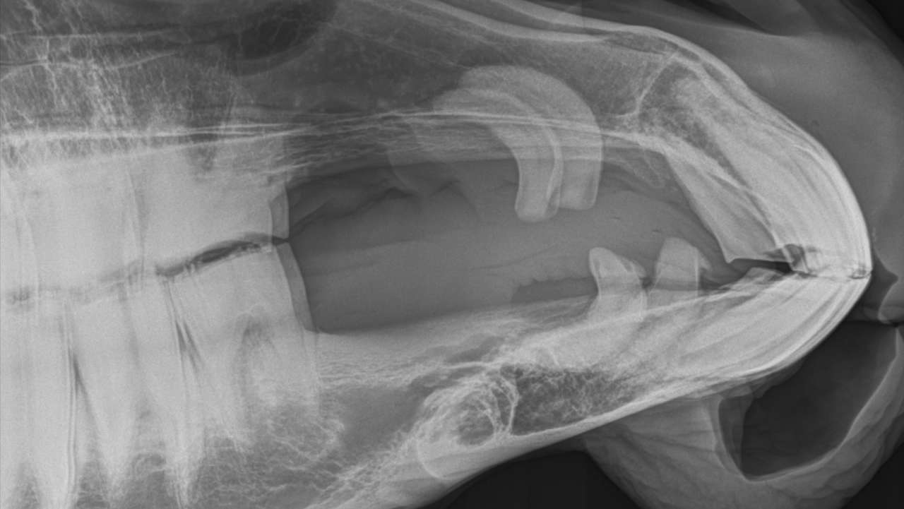 Dentistry xray photo