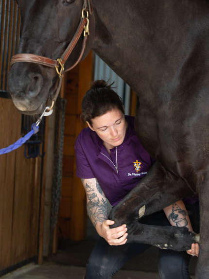 dr-waring-scott-holding-horse-leg Dr Waring-Scott holding horse leg