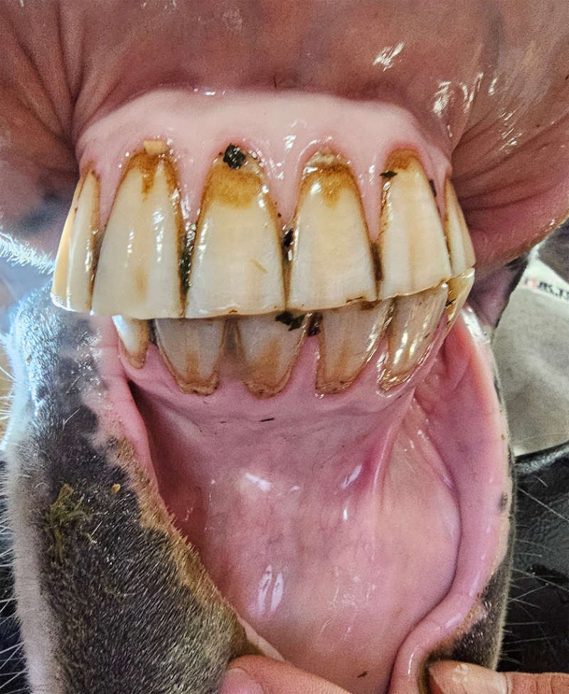 horse-mouth-teeth-gums-close-up Horse mouth teeth gums close up